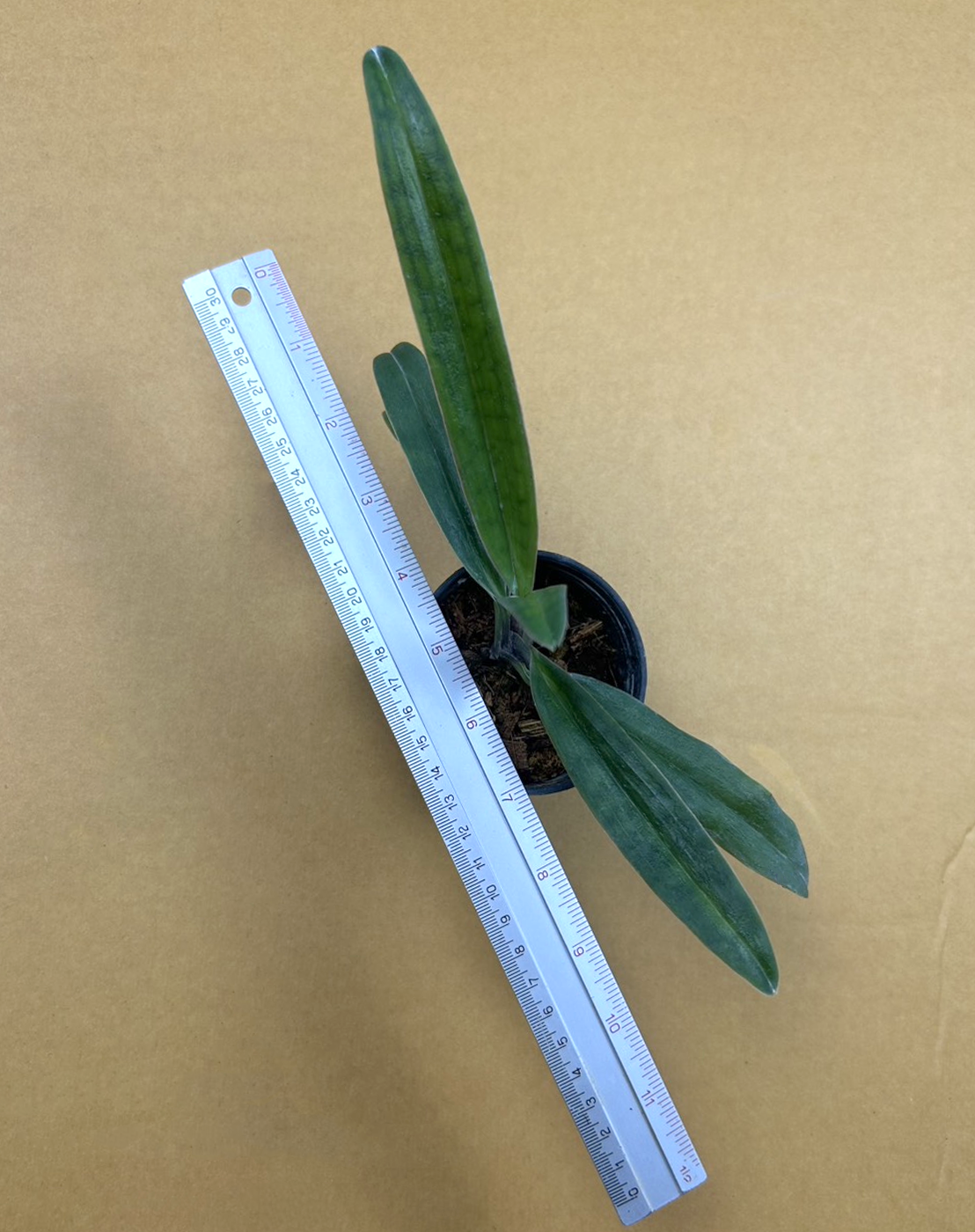 Paphiopedilum victoria-mariae.png