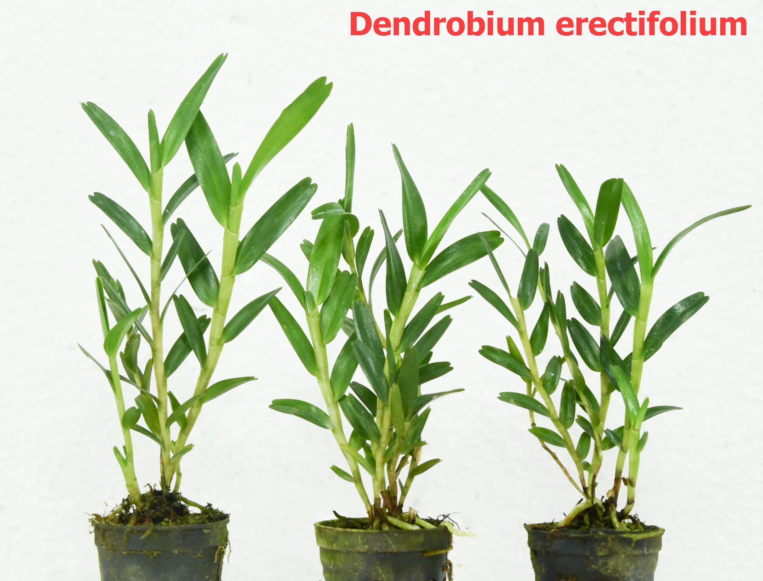 Dendrobium erectifolium1.jpg