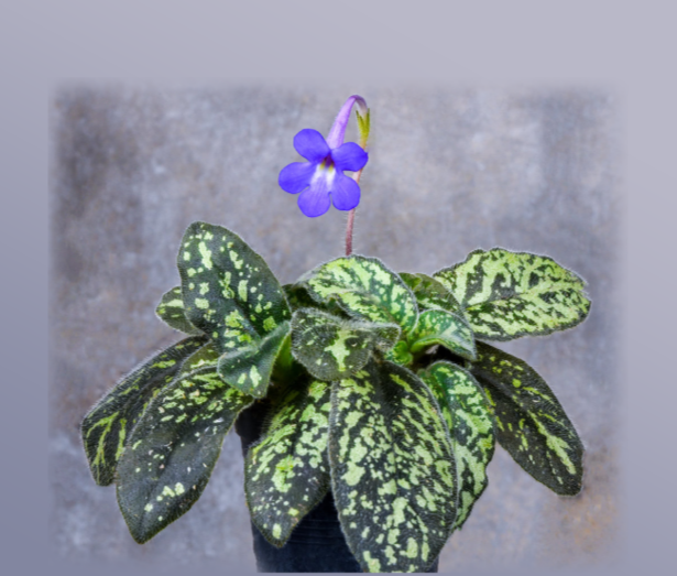 Michaelmoelleria vietnamensis