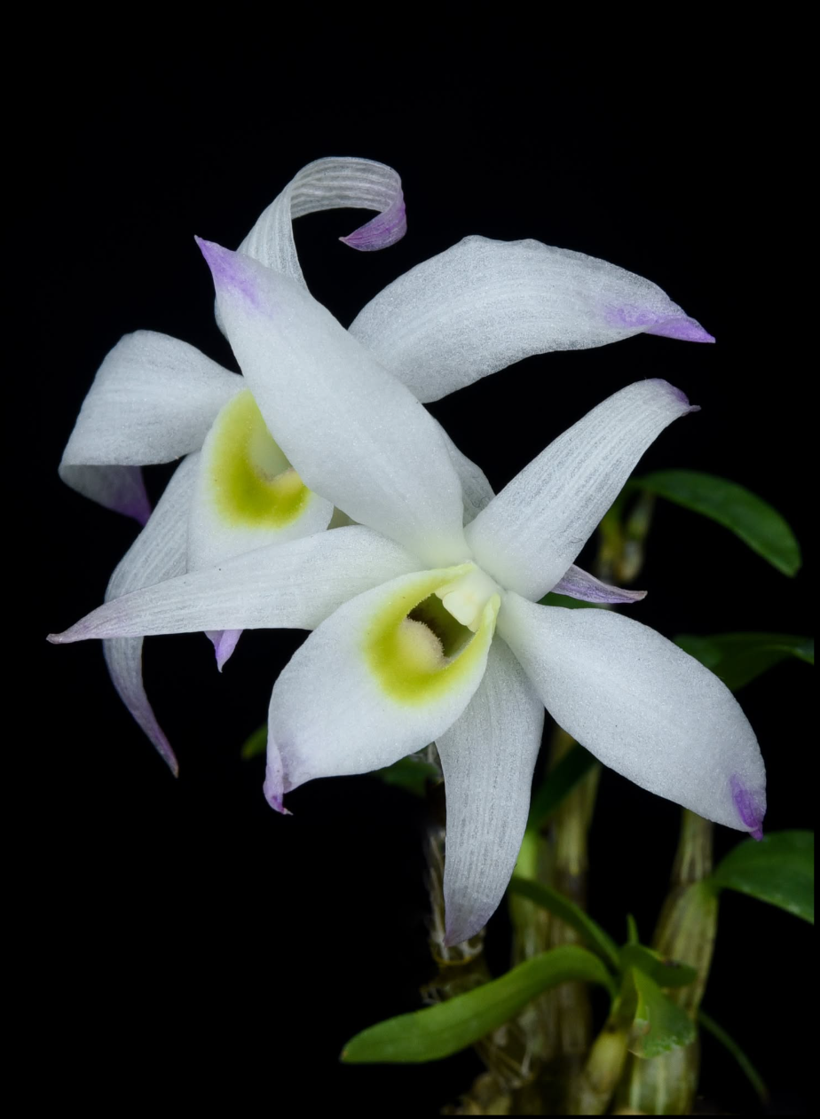 Dendrobium wilsonii .png