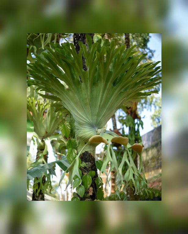 Platycerium grande-67.png