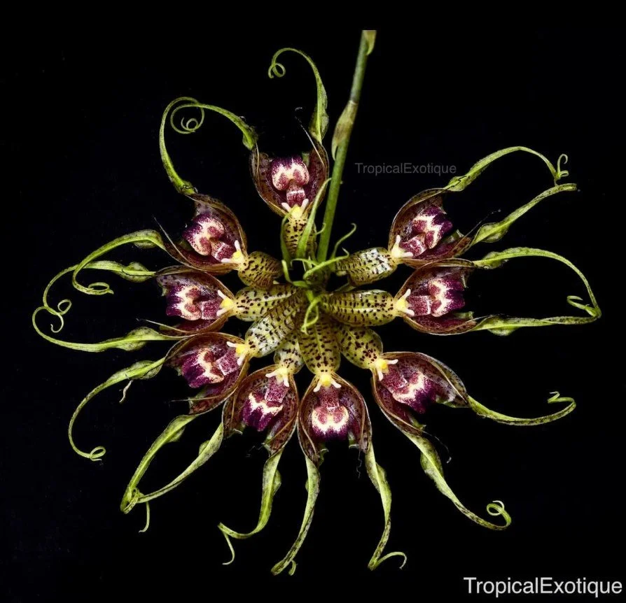 Bulbophyllum-binnendijkii.jpg