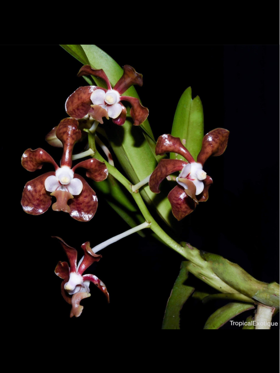 Vanda brunnea.png