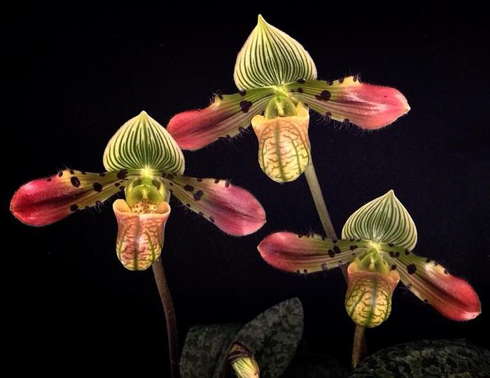 Paphiopedilum venustum