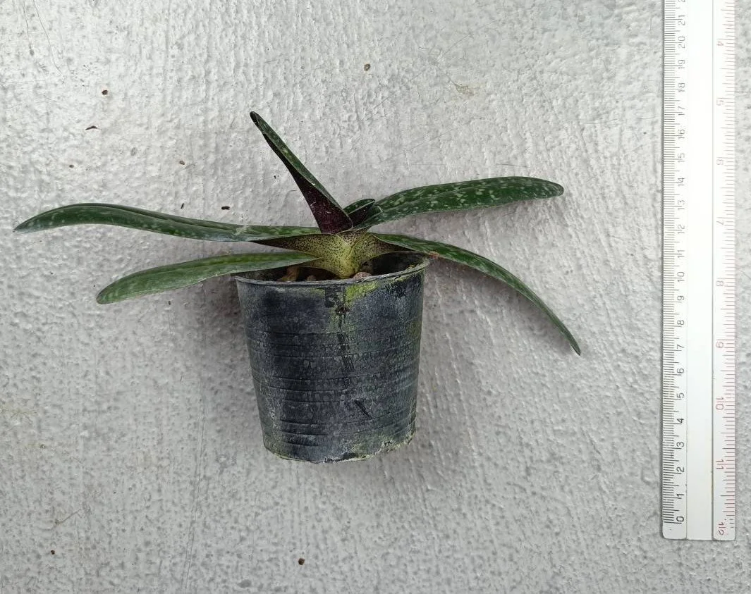 16 Paph. micranthum.jpg