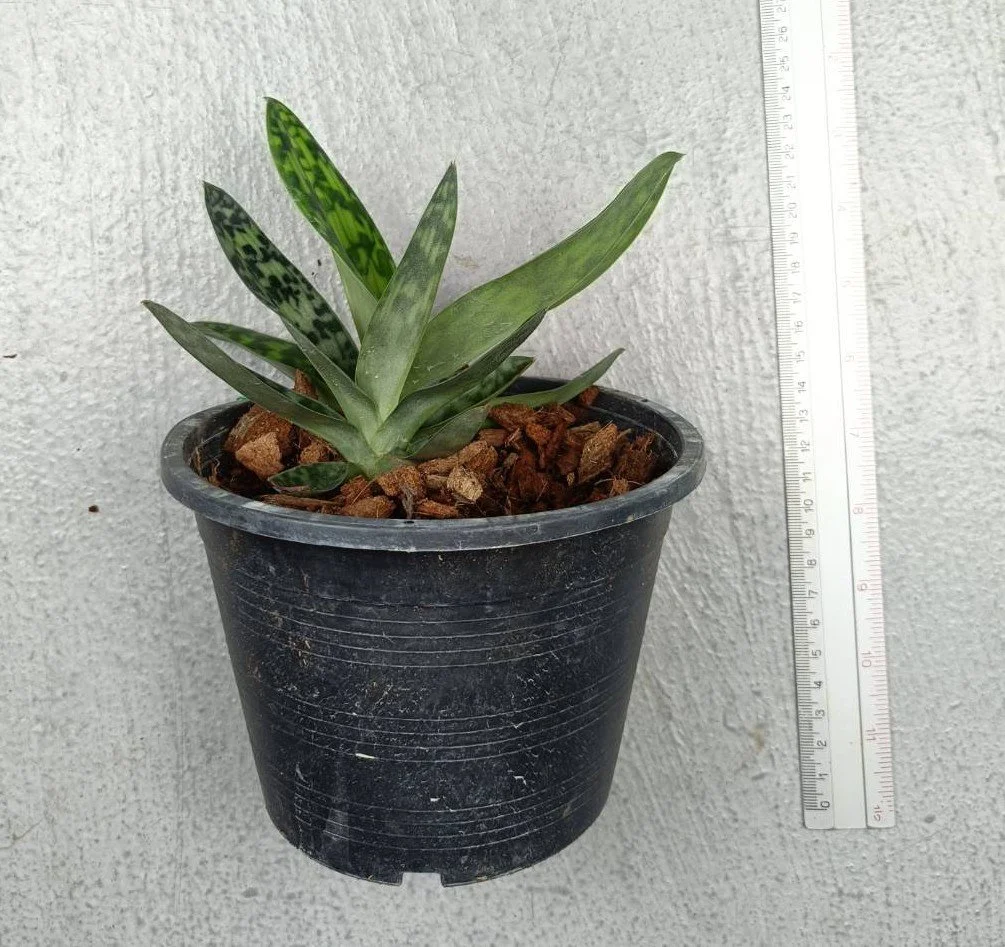 Pahiopedilum callosum.jpg
