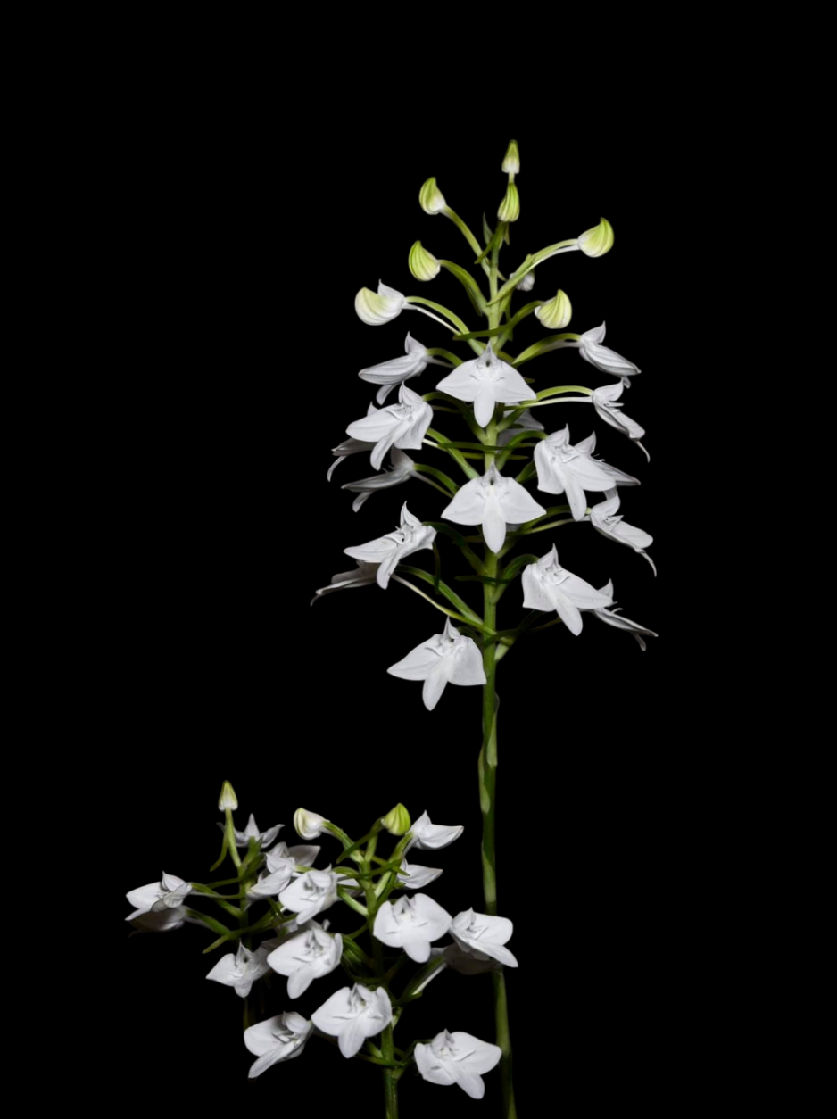 Habenaria lindleyana.png