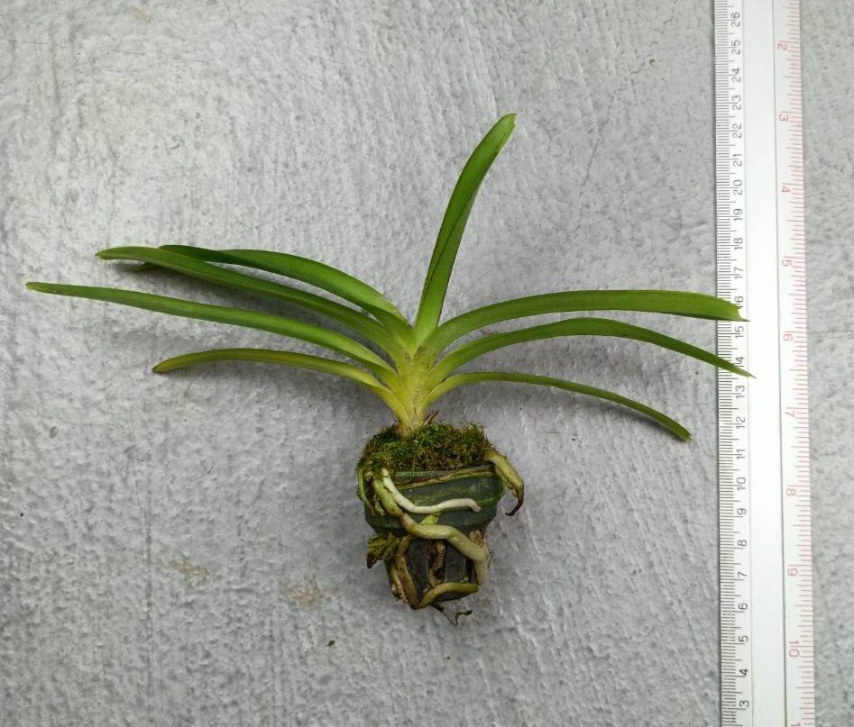 Vanda lombokensis x Ascocentrum curvifolium.jpg