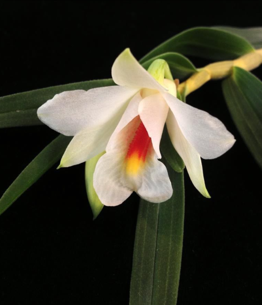 Dendrobium fuerstenbergianum.png