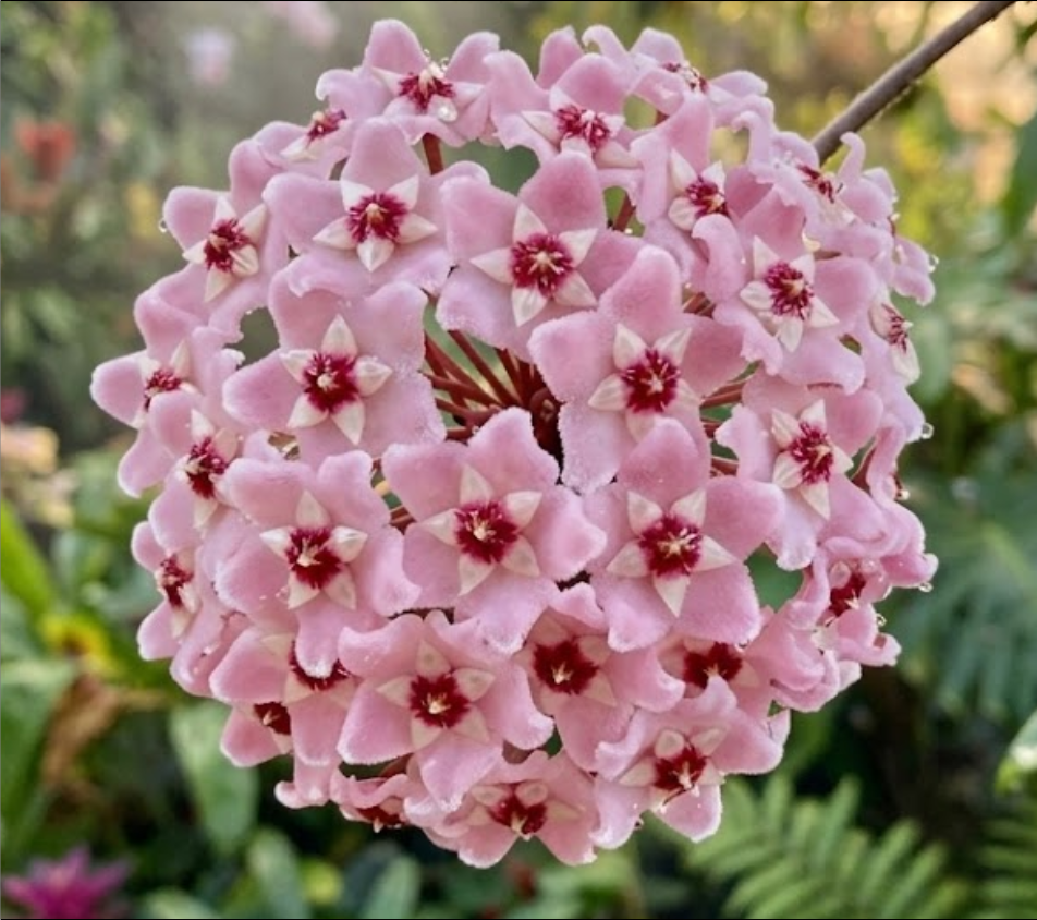 Hoya carnosa Albo.png