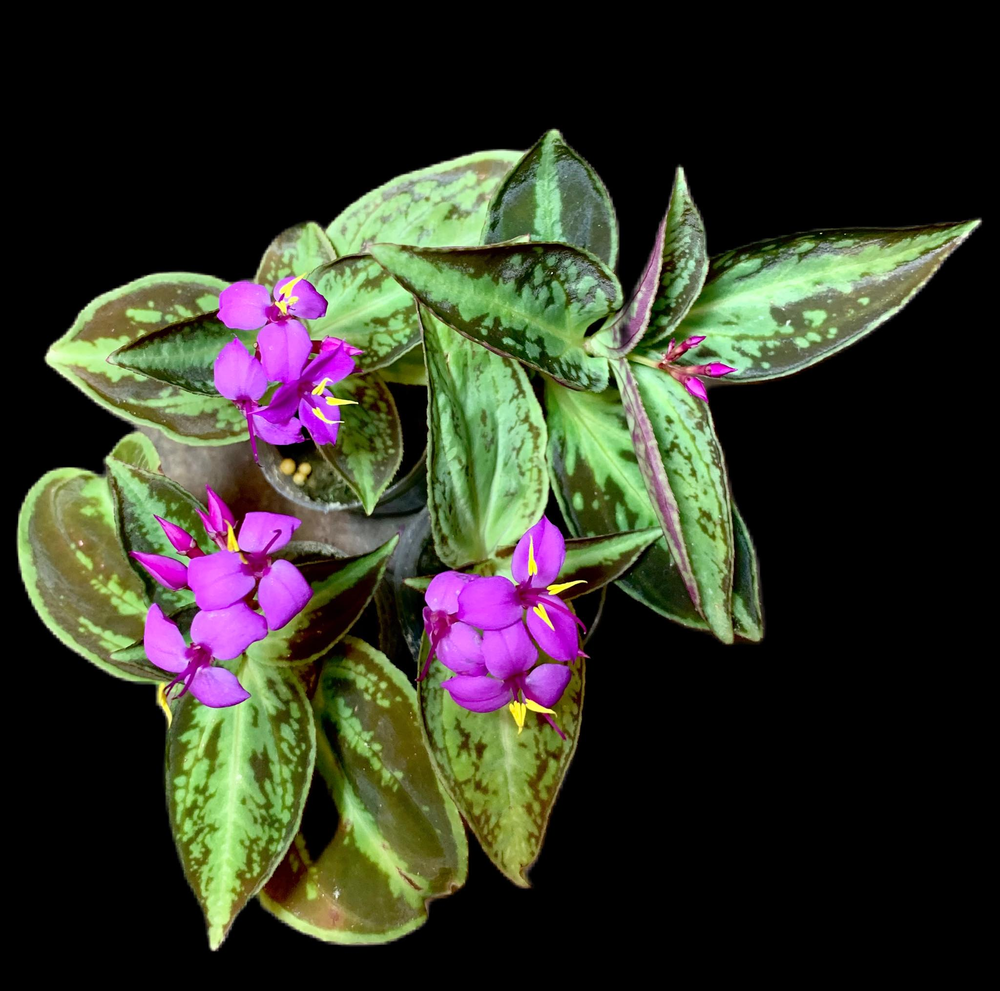 Sonerila dongii — TropicalExotique