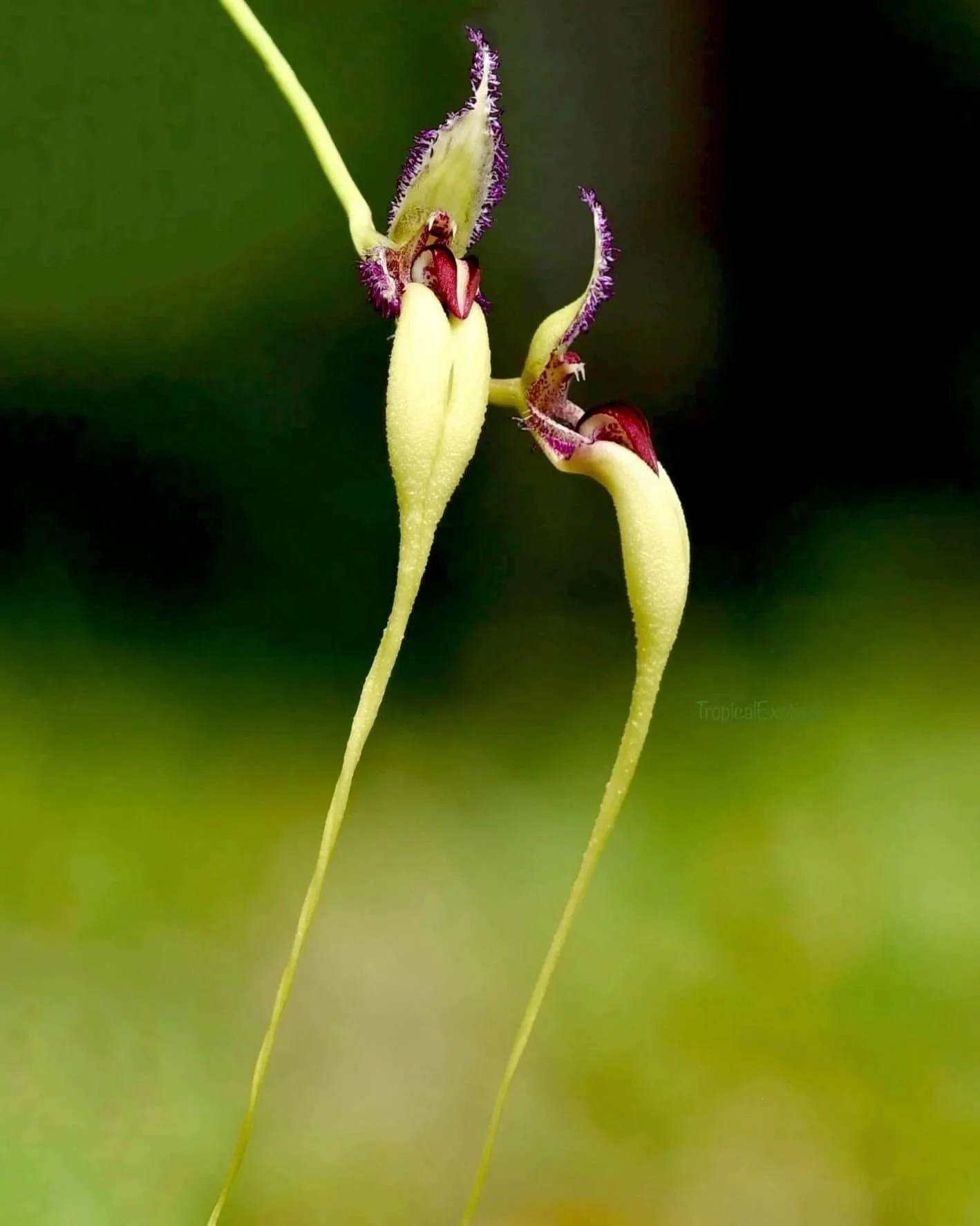 Bulbophyllum fascinator "semi album"