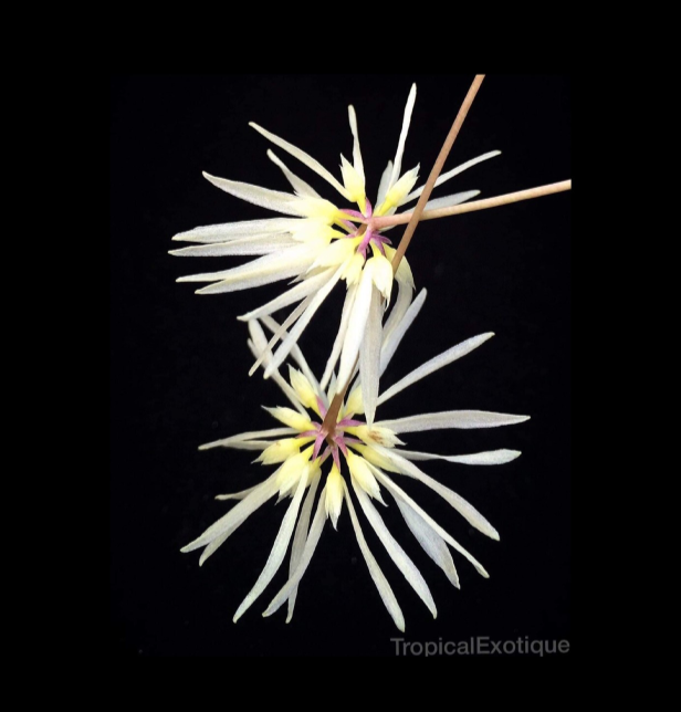 Bulbophyllum-purpurascens-67.png