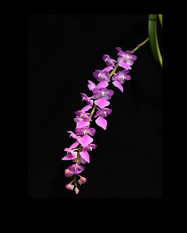 Aerides-multiflora-(affinis)-67.png