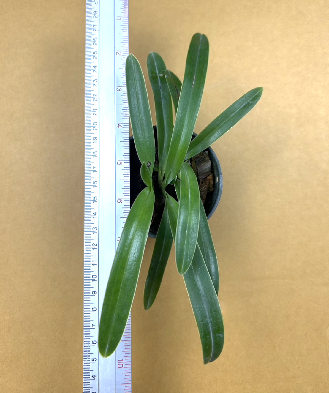 Paph.+henryanum+1.png