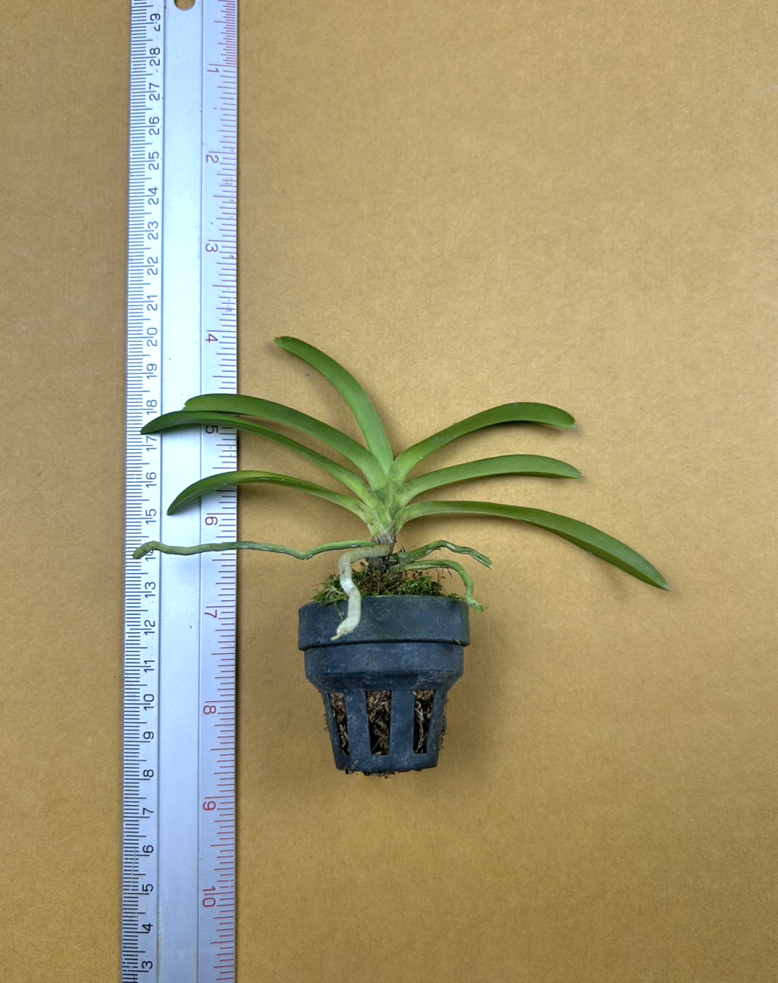 Vanda falcata x Vanda coerulea Complex.png
