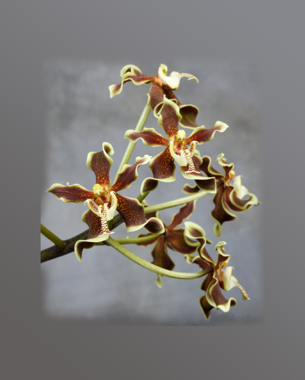 Paraphalaenopsis-labukensis-67.png