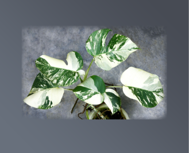 Monstera borsigiana "Albo Variegata"