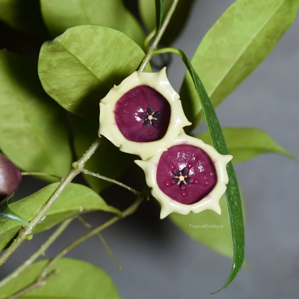 Hoya wallichii subsp.tenebrosa (SLM 02) — TropicalExotique