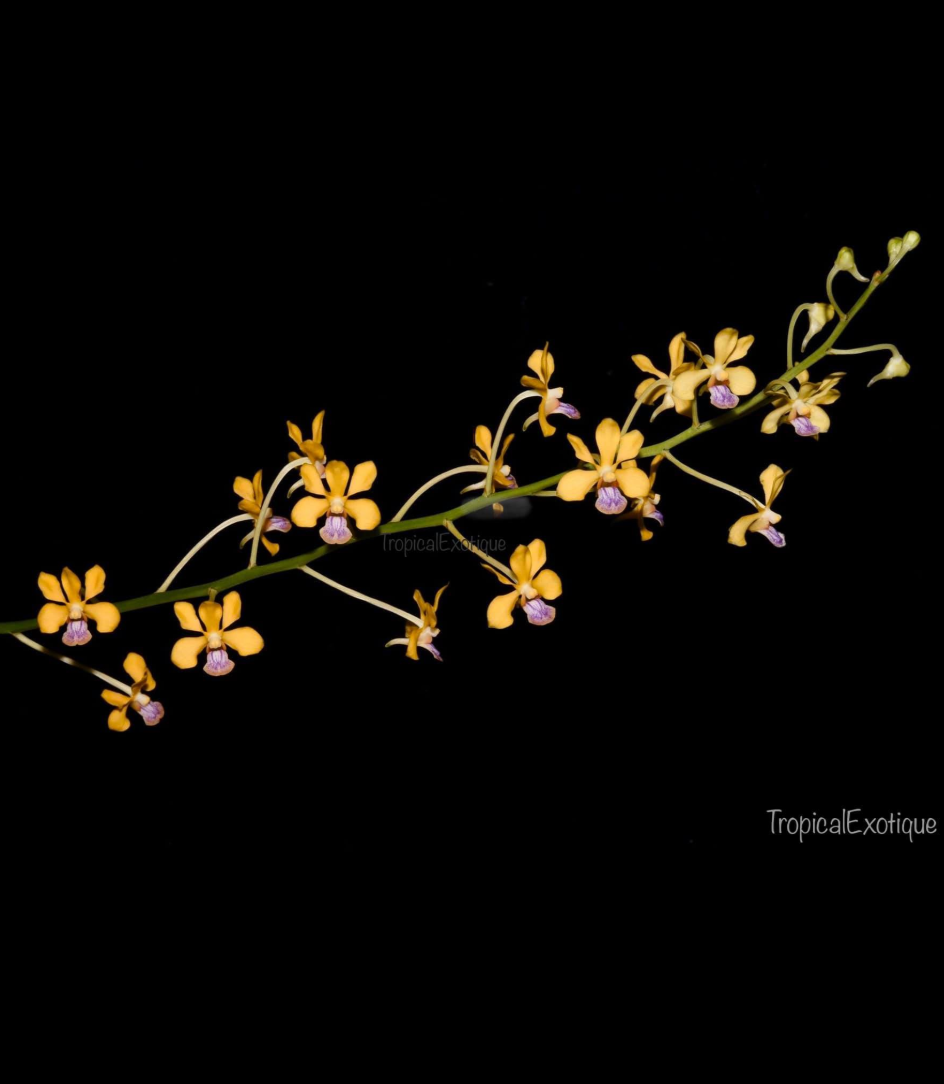 Vanda testacea.png