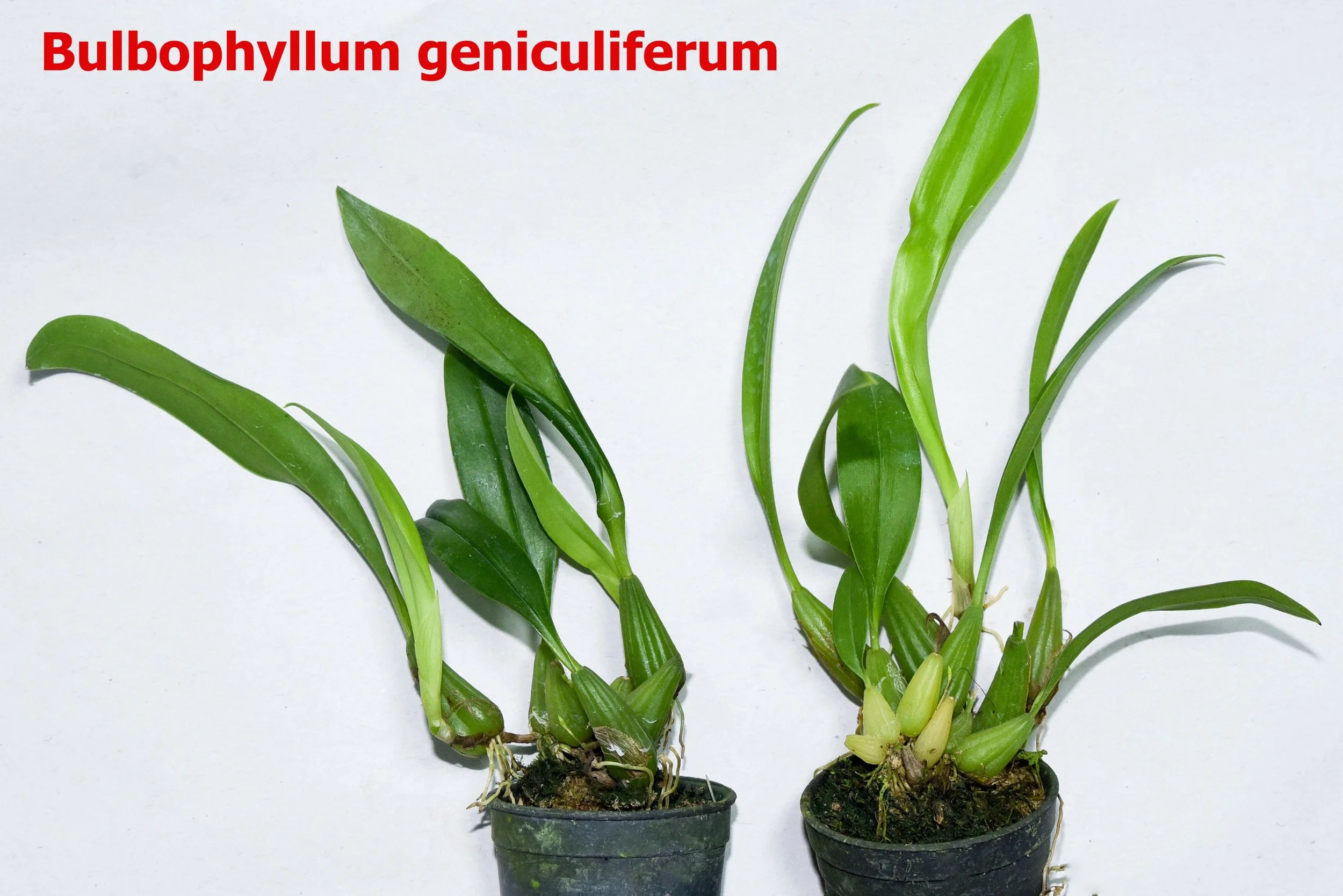 Bulbophyllum geniculiferum1.jpg