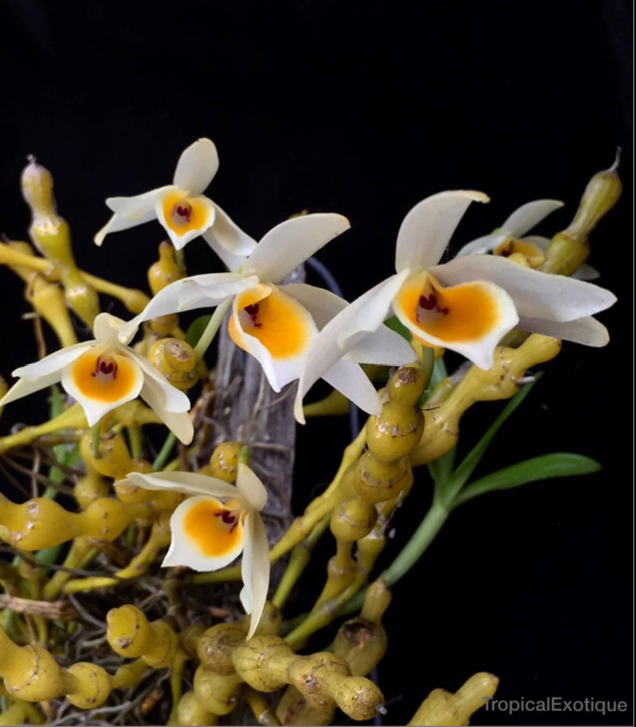 Dendrobium aphrodite.png