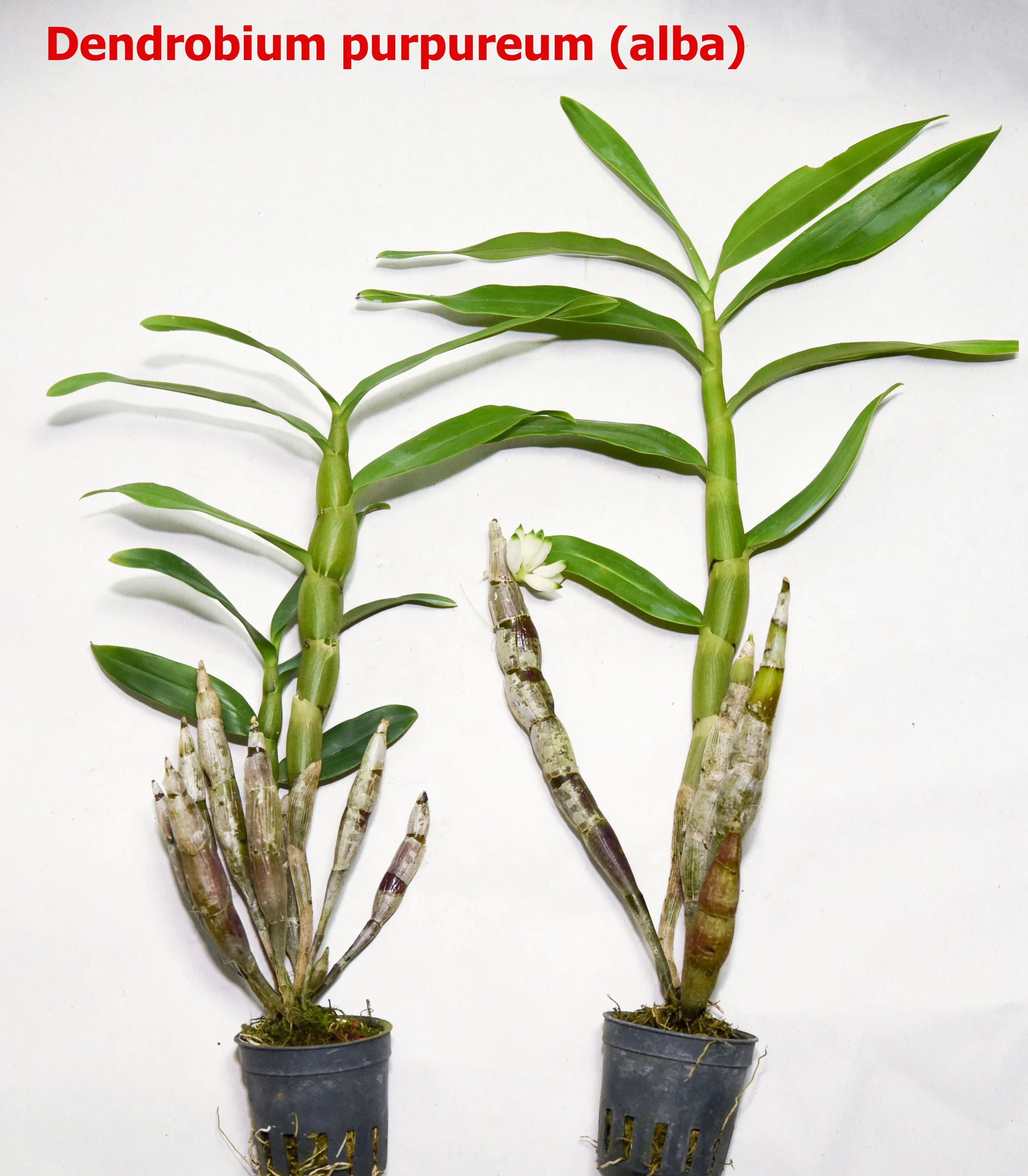 dendrobium purpureum (alba).jpg