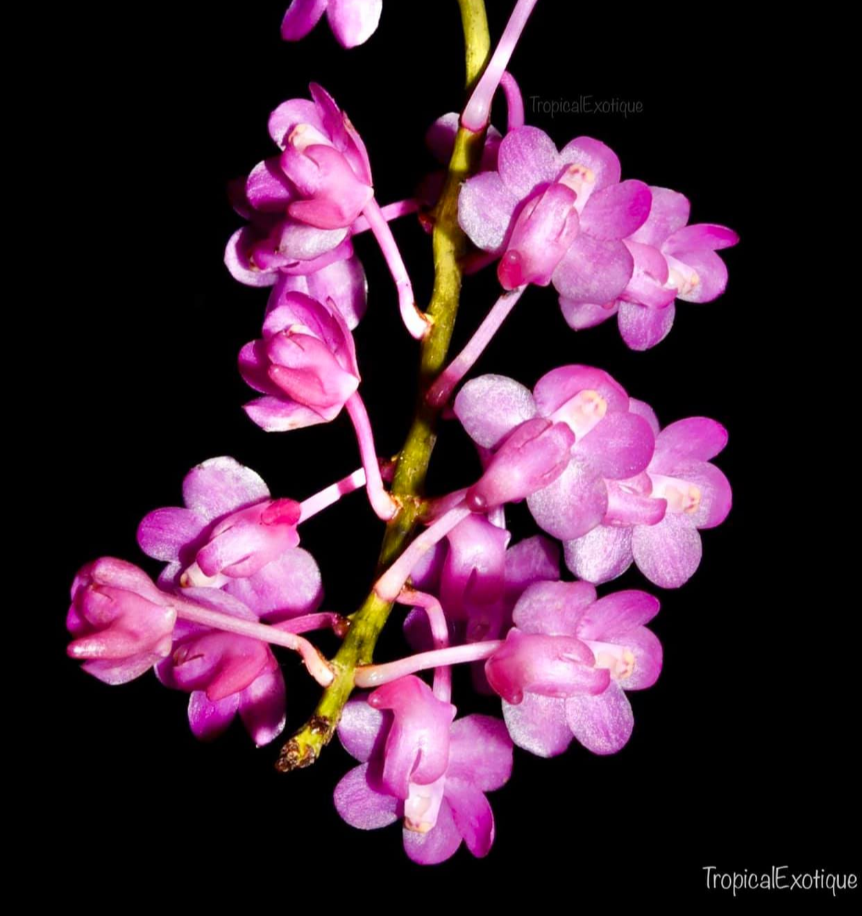 Aerides huttonii