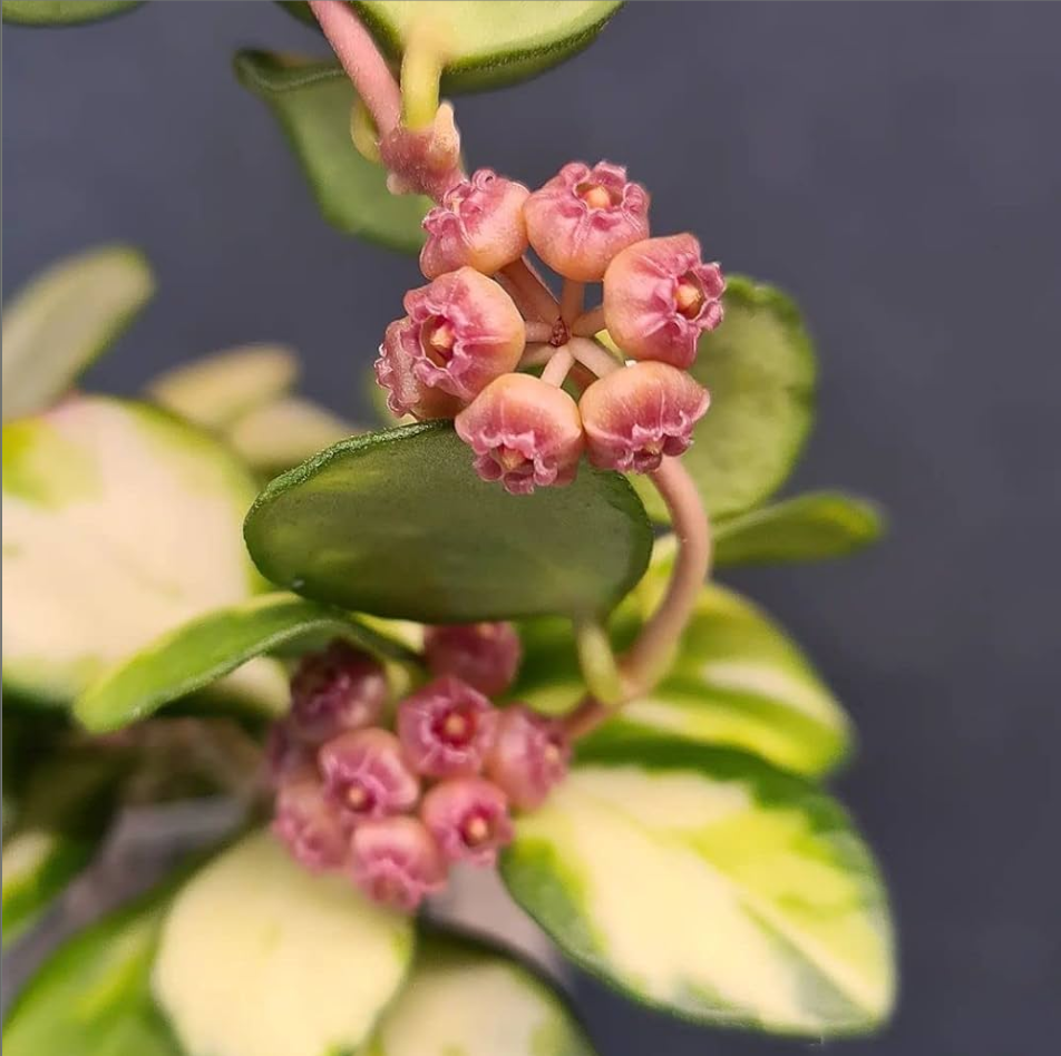 Hoya heuschkeliana Variegata.png