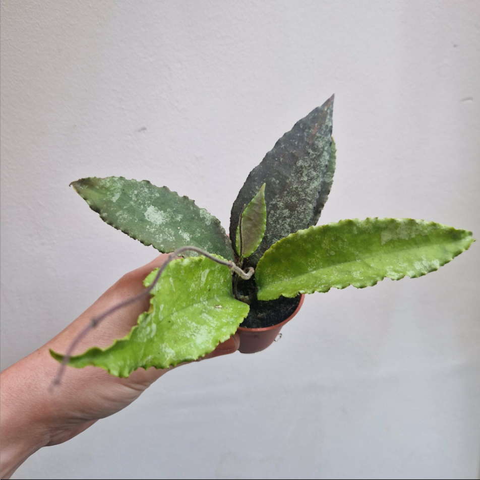 Hoya caudata Big Leaf.png
