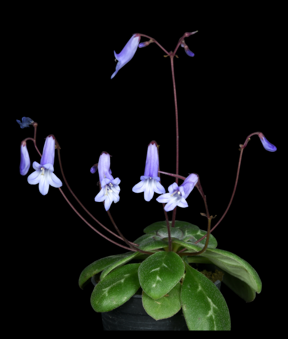 Primulina sp. Black Light.png