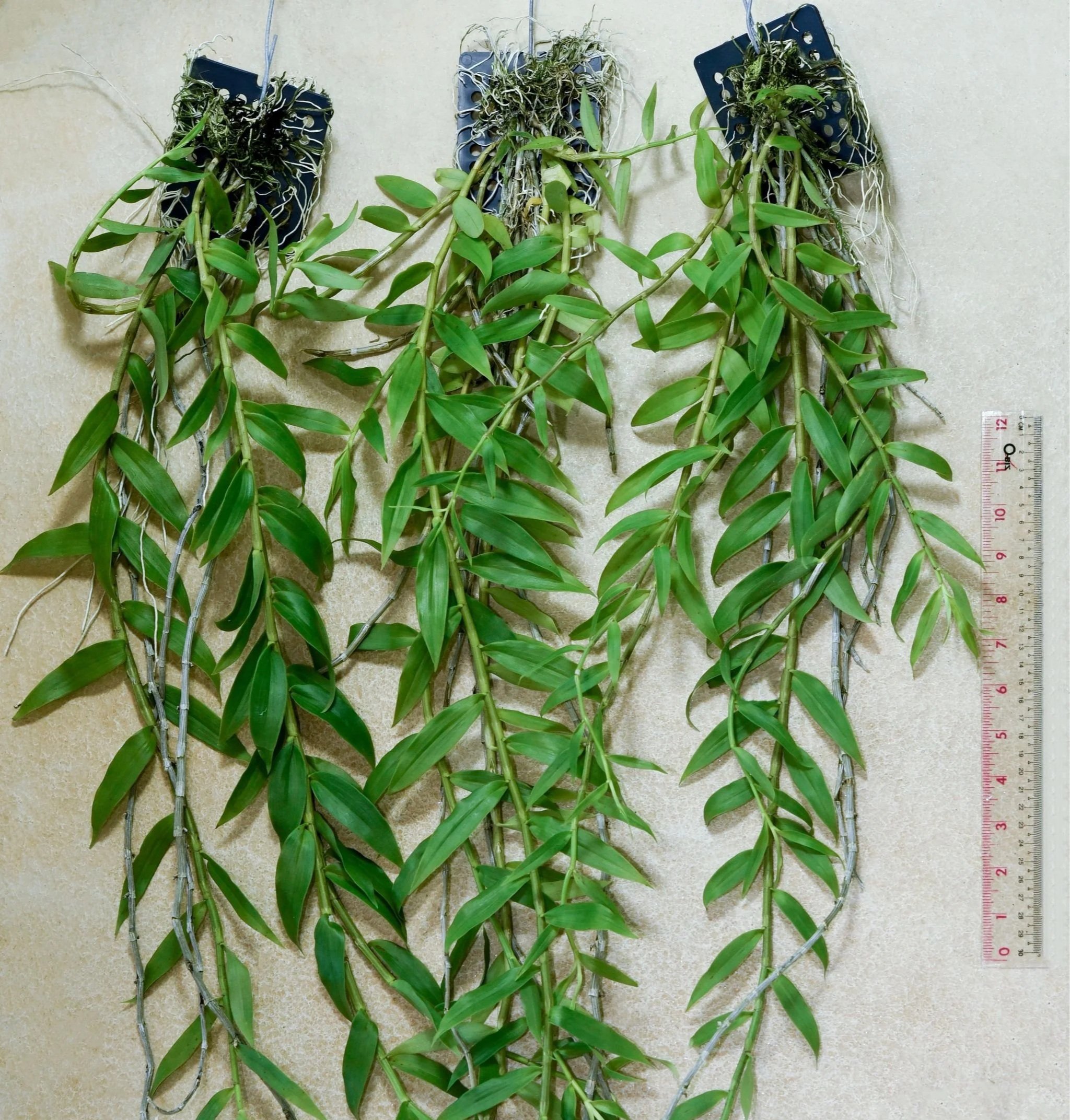 Dendrobium+aphyllum.jpg