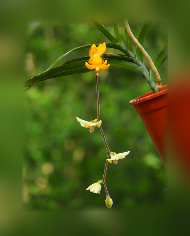 Dimorphorchis rossii-67.png
