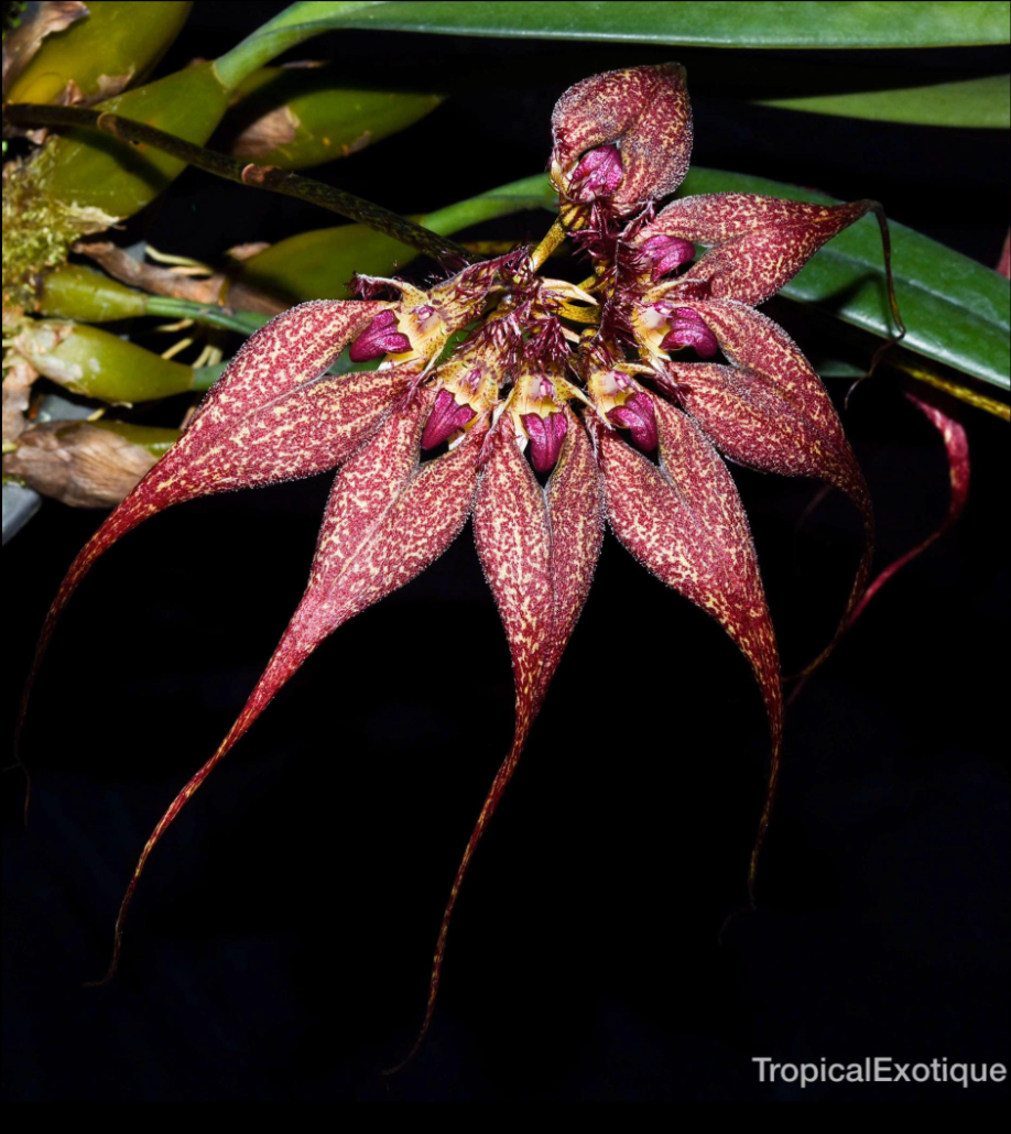 Bulbophyllum rothschildianum.png