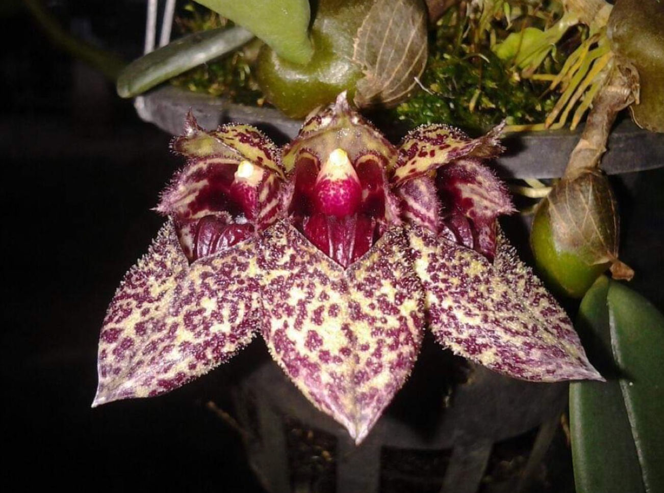 Bulbophyllum frostii