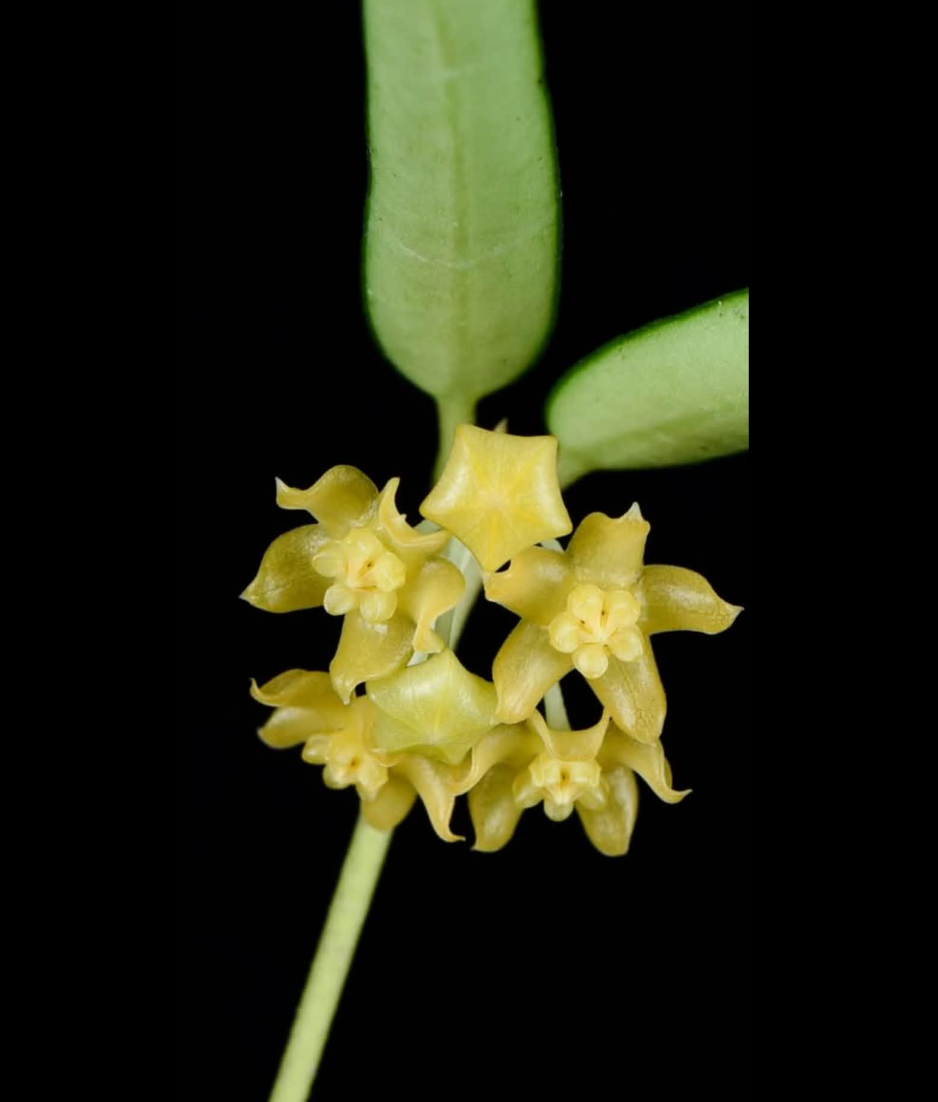 Hoya burmanica Vietnam.png