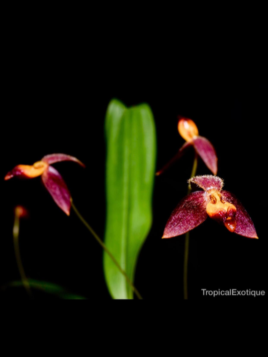 Bulbophyllum geniculiferum