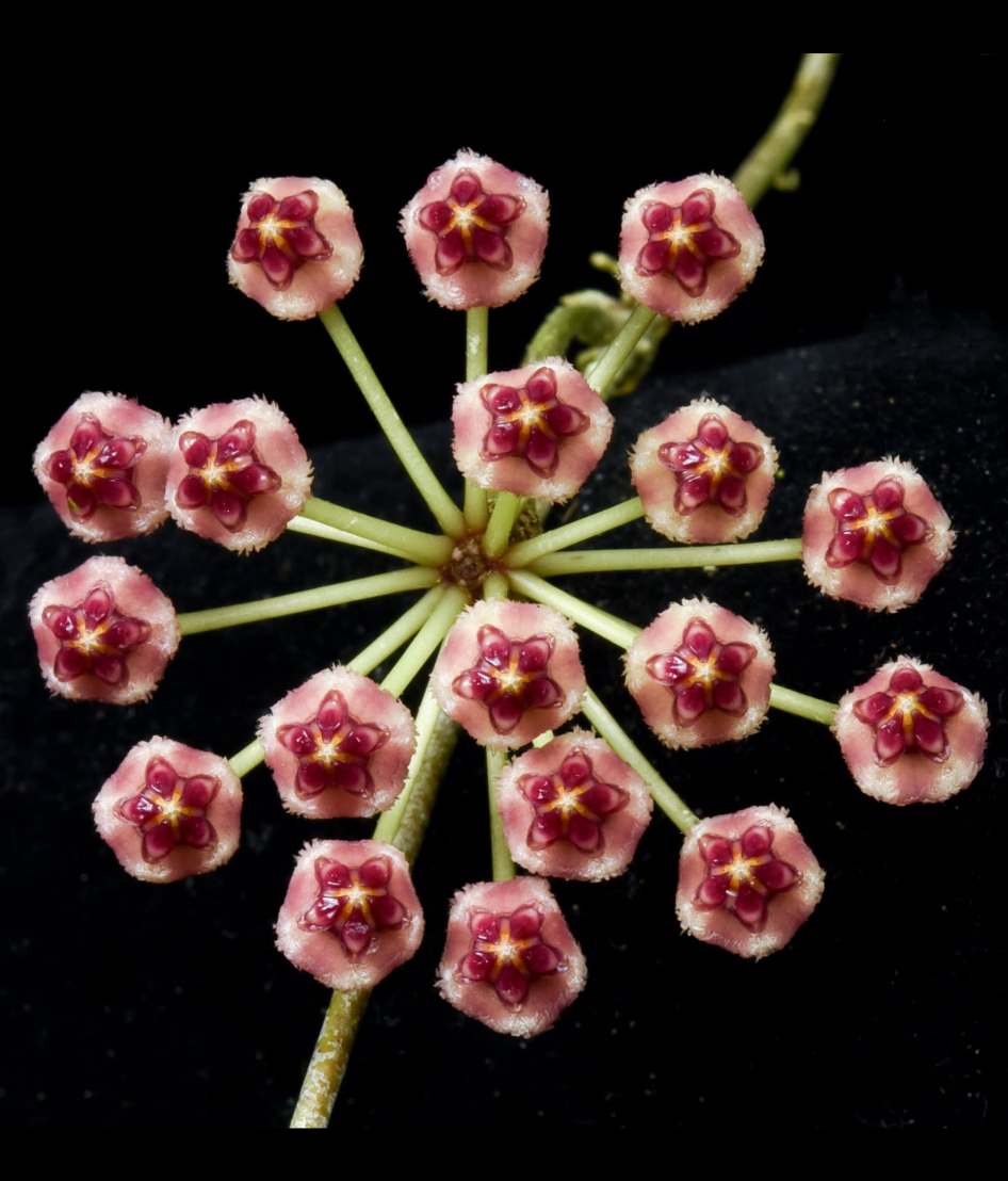 Hoya inconspicua.png