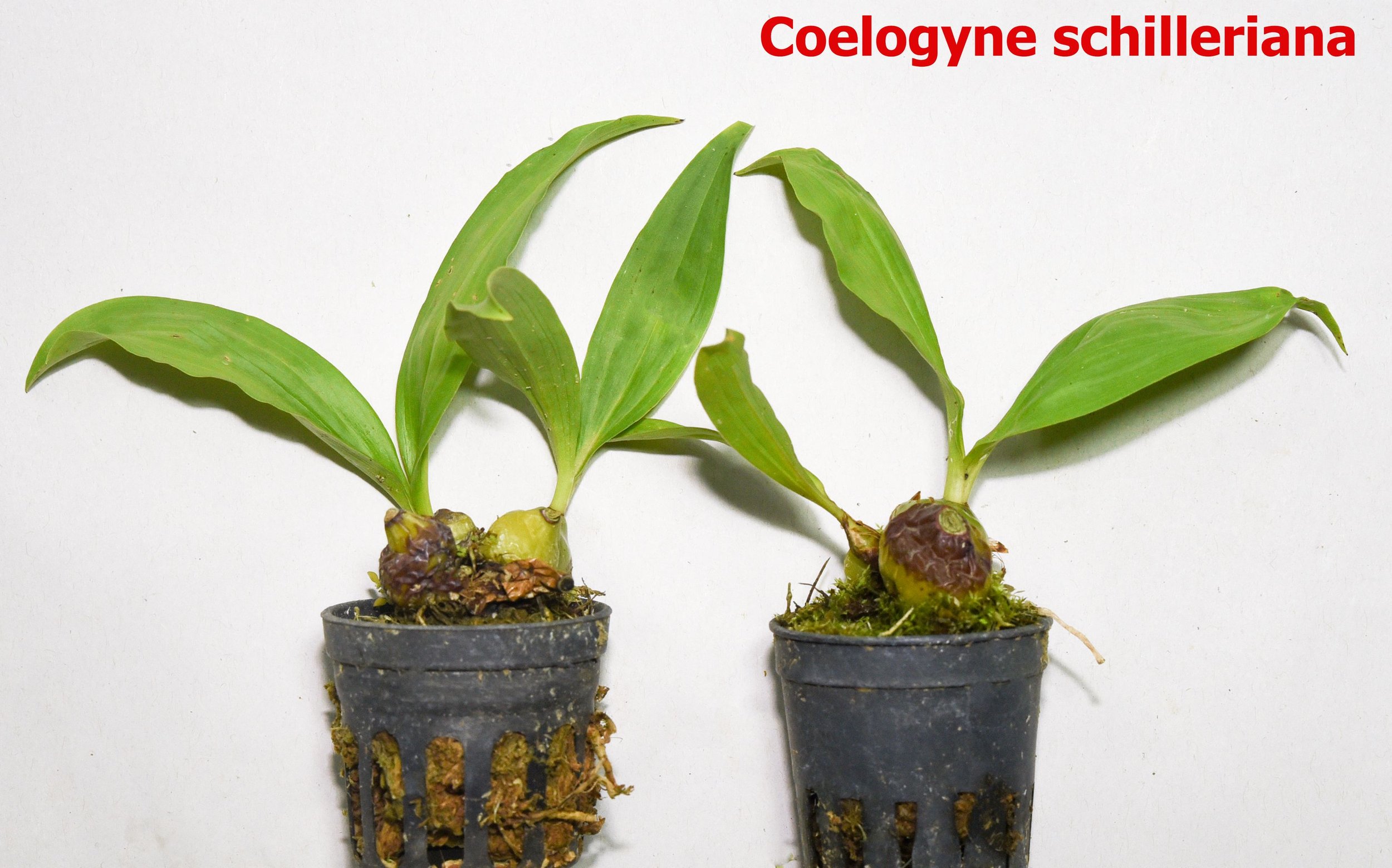 Coelogyne schilleriana1.jpg