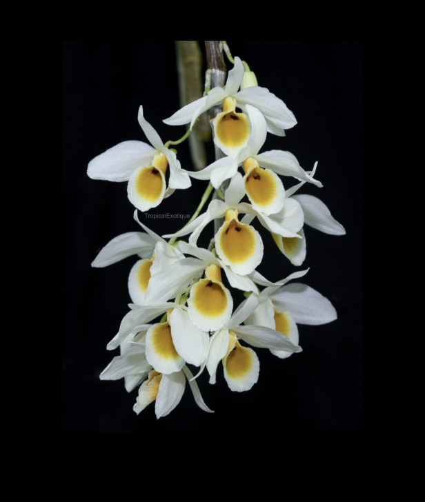 Dendrobium bensoniae