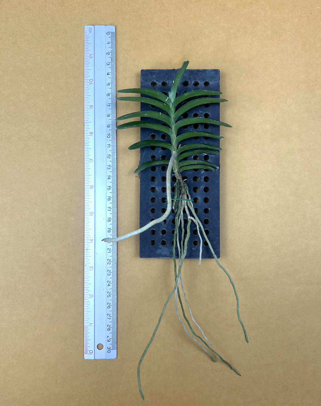 6 Vanda vietnamica.png