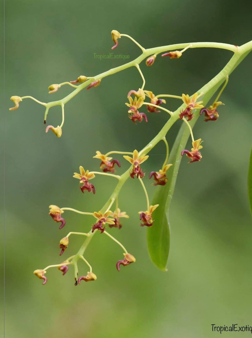 Phalaenopsis difformis-1.png