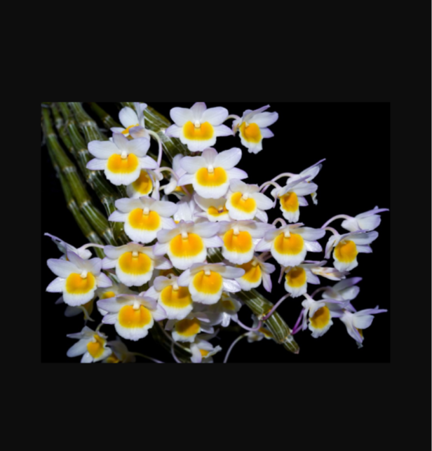 Dendrobium crepidatum