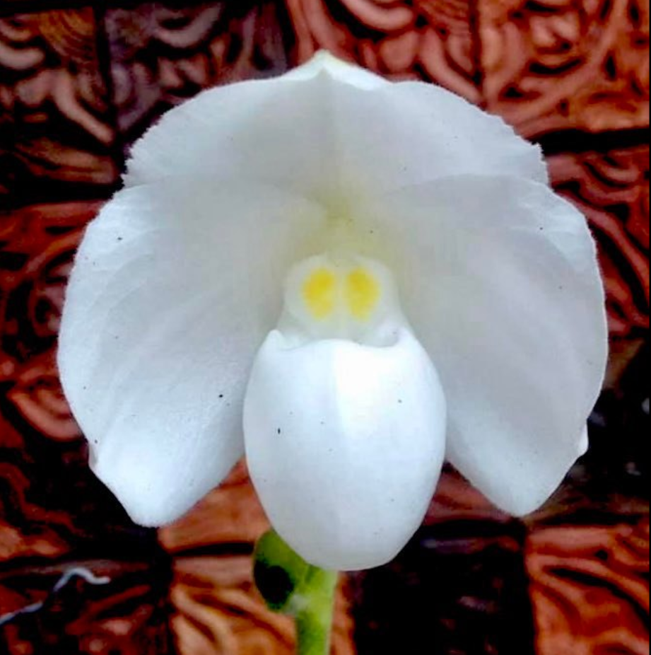 Paphiopedilum+niveum+forma+album.png