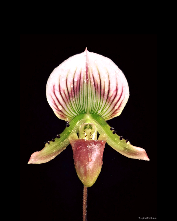 Paphiopedilum callosum