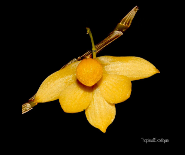 Dendrobium-chrysocrepis-67.png