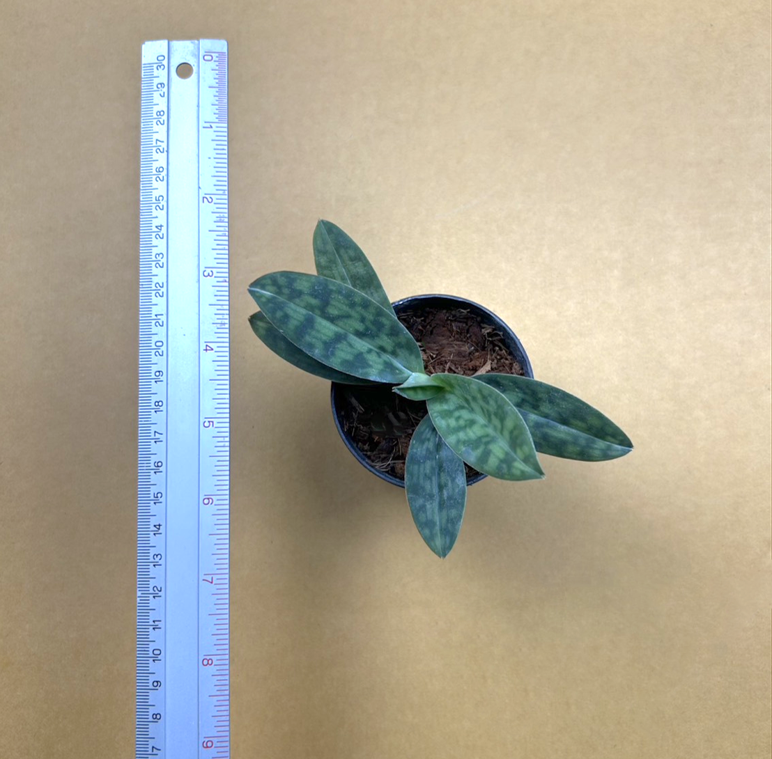 Paph.+purpuratum.png