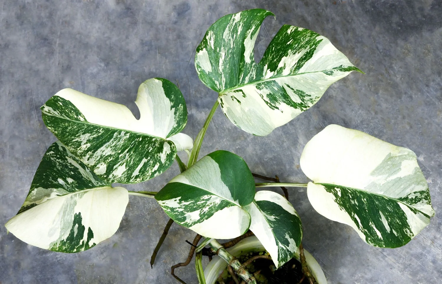 Monstera borsigiana "Albo Variegata"  TropicalExotique