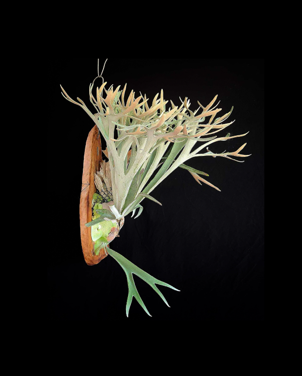 Platycerium veitchii "Lisa"