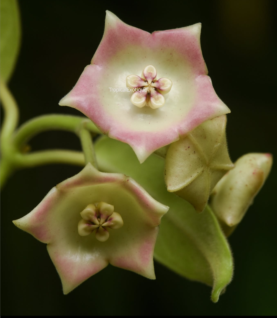 Hoya Monette (lauterbachii x coronaria).png